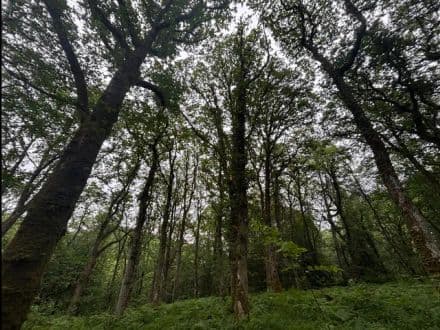 Woodland at Spurway Mill